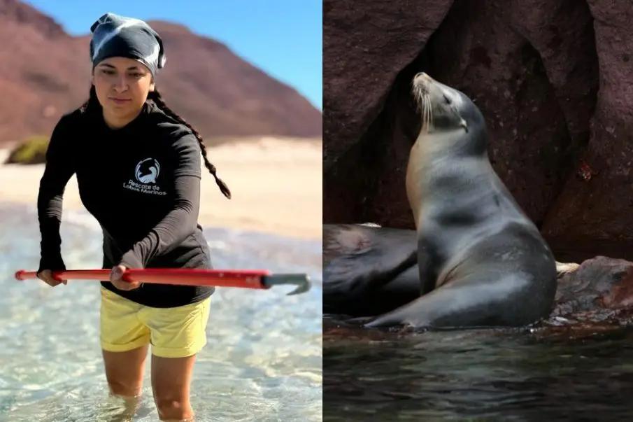 Gancho Diana: innovación mexicana para salvar a los lobos marinos del enmallamiento