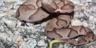 ‘Be cautious:’ Expert weighs in on snake etiquette