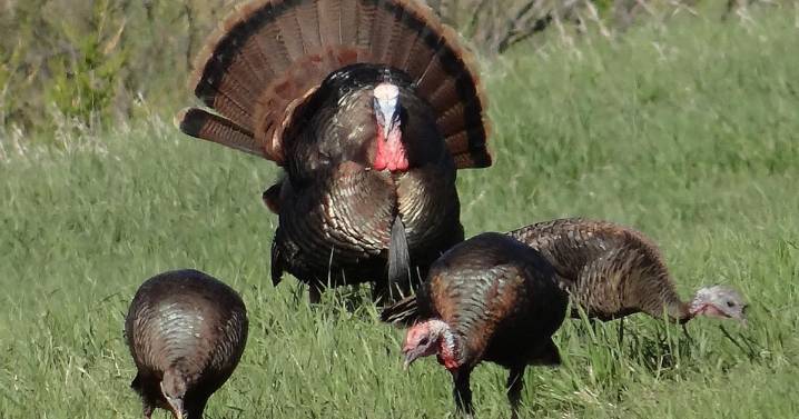 Turkey permits for the fall available Monday