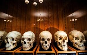 Unnamed skeletons? US museum at center of ethical debate