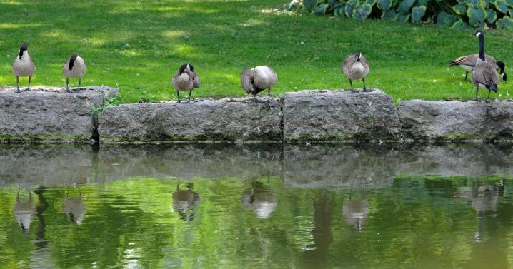 Waterloo Region Record morning update for August 8