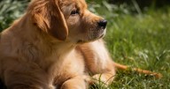 Buscarán esterilizar 150 mascotas al día; aprueban reglamento de bienestar animal