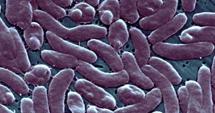 Report: 13 cases of flesh-eating bacteria, eight deaths confirmed in Florida