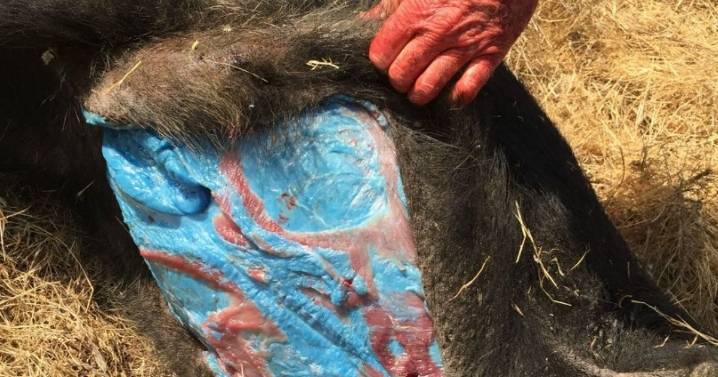Wild pigs with 'bright blue' flesh are showing up around California and causing concern