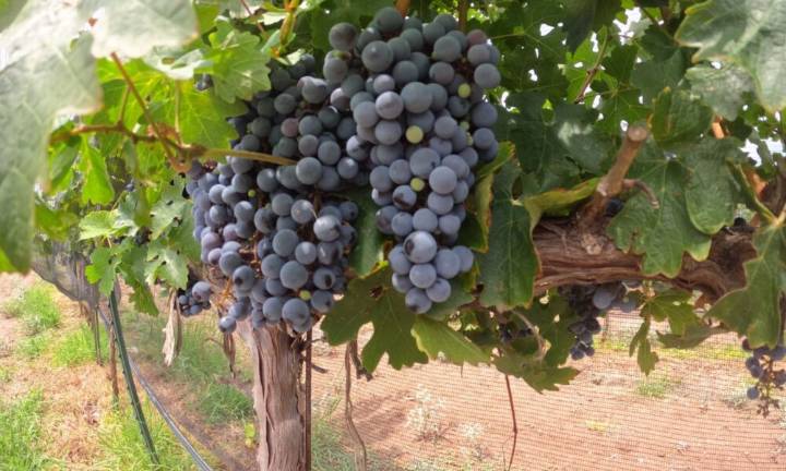 Produce anualmente viñedo de Gobierno del Estado 10 toneladas de uva