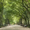 Climate change is affecting growing season for NYC trees, Yale study finds