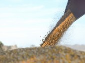 El ingreso de divisas del campo bajó fuerte en agosto, pero sigue más arriba que el año pasado