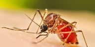 Mosquitoes carrying West Nile Virus found throughout 21Country