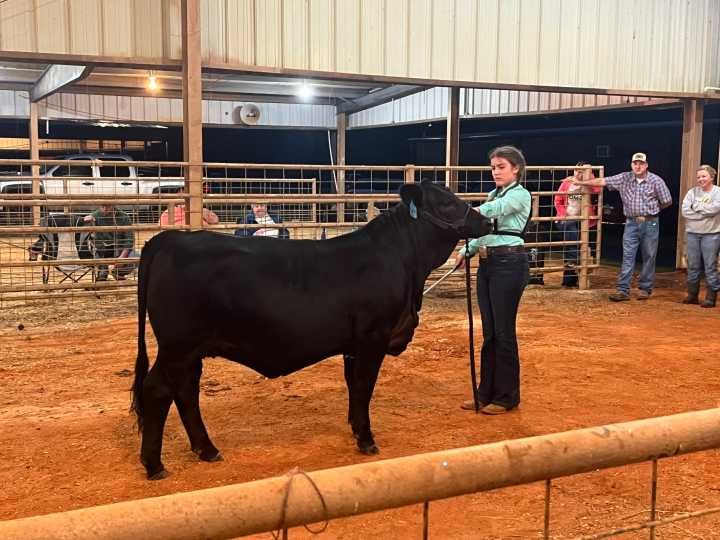 Hempstead County Fair, Livestock Show, and Exhibits