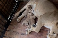 (VIDEO) Nacen tres cachorros de león en el Zoológico Chorros de Milla en Mérida