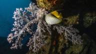 Can fish feel pleasure? Scientists say yes, and they might even crave it
