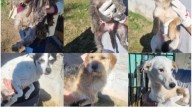 Rescataron 17 perros que sobrevivían en una casa abandonada