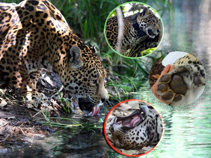 Población de jaguar en México aumentó 10% en seis años
