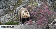 El hábitat del oso necesita hasta 15 años para recuperarse de los estragos del fuego