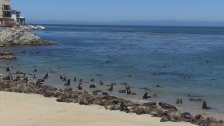 California sea lion bites 9