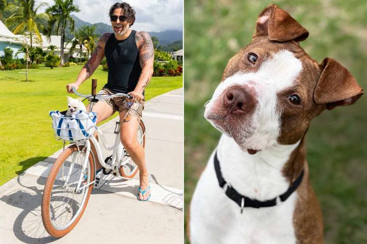 Joe Manganiello Is Helping to Save Thousands of Shelter Pets with Clear the Shelters