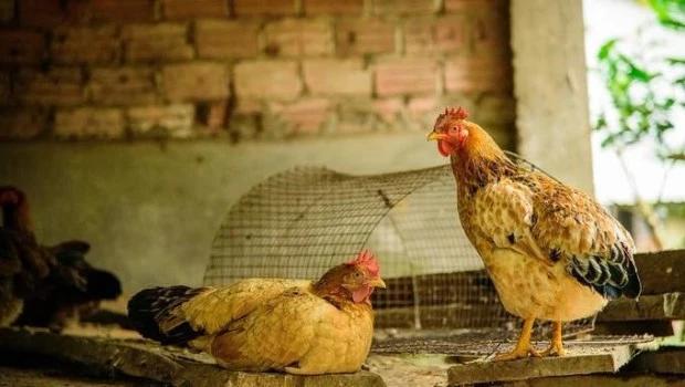 Argentina suspende parte de las exportaciones de productos aviares tras detectar un caso de gripe aviar
