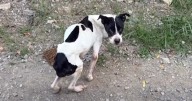 Emaciated Dog Found Shot, Authorities Are Investigating And Need Your Help