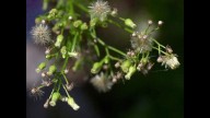 Ragweed season hits DC: Get ready for sneezes and sniffles