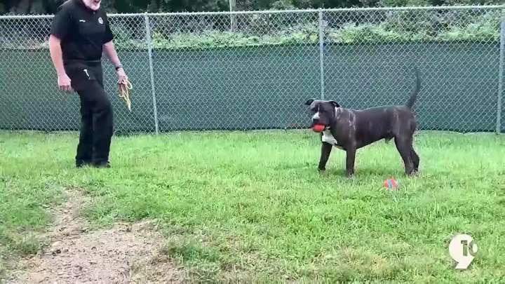 Mr. Pants finds his fur
