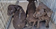 Arume alerta del aumento de abandono animal en verano