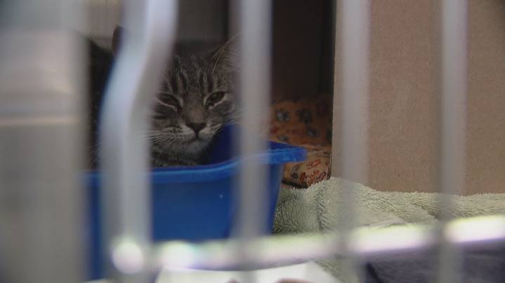 More than 80 cats seized from a trailer in Graham