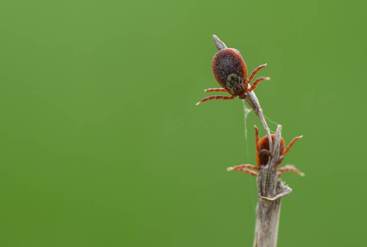 Ohio among most tick-infested states in U.S., Terminix report says