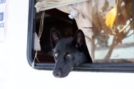 Day 156 at the 16th St. Plaza: Accessing social services with pets