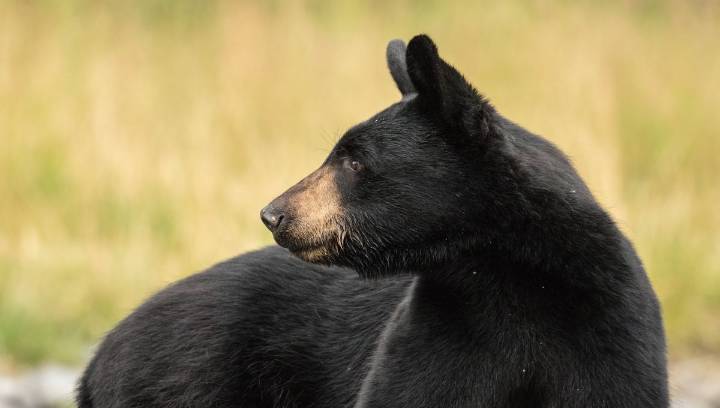 Florida Green Lights First Black Bear Hunt In A Decade