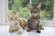 Owner Can't Figure Out Why Cats Are Disrupting Sleep