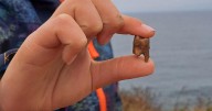 Boy found tooth that helped discover potential ancient burial site