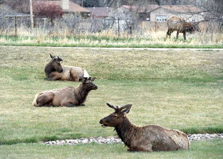 Things to do in the Loveland area Aug. 15: Strongest Arm competition, concerts, nature programs
