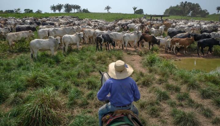 Capacitación en Arauca para el uso de la inseminación artificial en su hato ganadero
