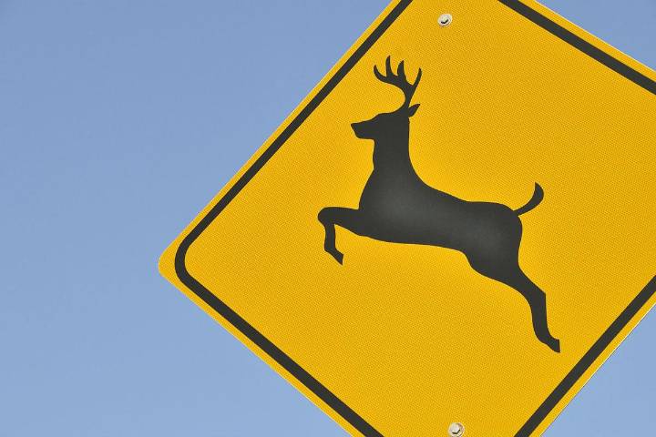 Motorcyclist Hit, Killed on I-90 in Wyoming After Hitting Deer