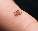 Lyme Disease Cases Surge Across Ohio in 2025