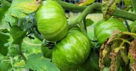 Master Gardener talks how grocery store tomatoes differ from locally grown ones