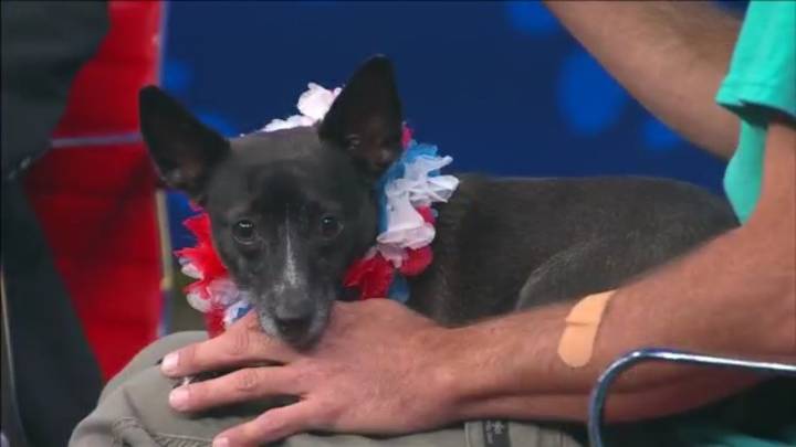 Pet of the Week: QC