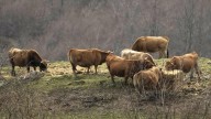 ¿Están dejando al ganado limpiar el monte de Castilla y León? El clamor de un ganadero de Segovia indignado por la gestión forestal