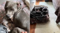 Illinois Dog Thrown Away In Dumpster With Severe Wound Now Thrives With Loving Family