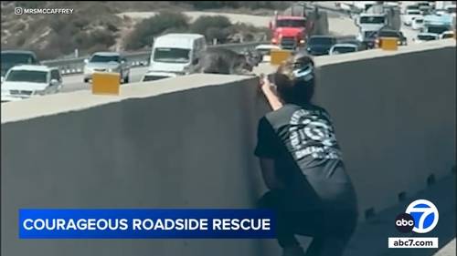 Courageous cat rescue in the middle of the Cajon Pass