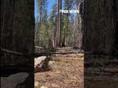 Black bear spotted by bystanders #foxnews #shorts #usa #us #bear #news #media #watch