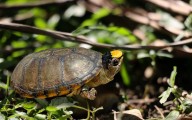 Zoológico de Guadalajara reproduce en cautiverio a la tortuga más pequeña del mundo