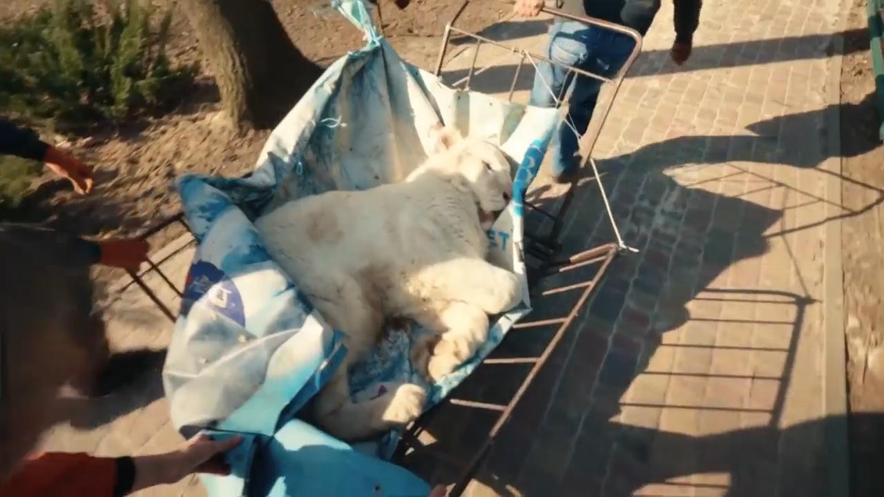'Checkpoint Zoo' applauds the Ukrainian zookeepers and volunteers who carried out a massive animal evacuation
