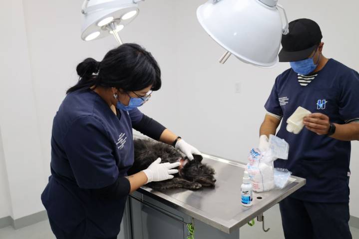 Brinda Huixquican más de 600 consultas médicas y esterilizaciones gratuitas para mascotas