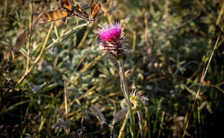 Community Noxious Weeds Tour set for Sept. 6