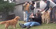 Golden Retriever owners invited to audition for 'Air Bud Returns' in 2025