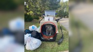 North Carolina Pup Left Behind By Family Finds The Happy Ending He Deserved