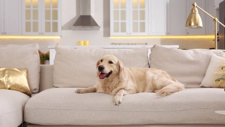 Is Your Sofa Pet-Proof? Experts Say to Avoid These Fabrics for a Pet