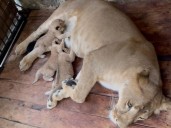Tres leones nacieron en el parque zoológico Chorros de Milla de Mérida