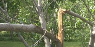 Small peach tree orchard loses majority of crop to Eastern Iowa heat and storms